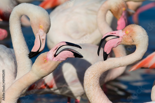 Greater Flamingo (Phoenicopterus roseus) - Couple portrait
