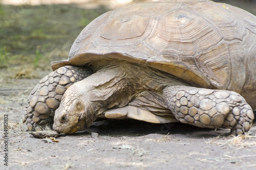 African spurred tortoise (Centrochelys sulcata)