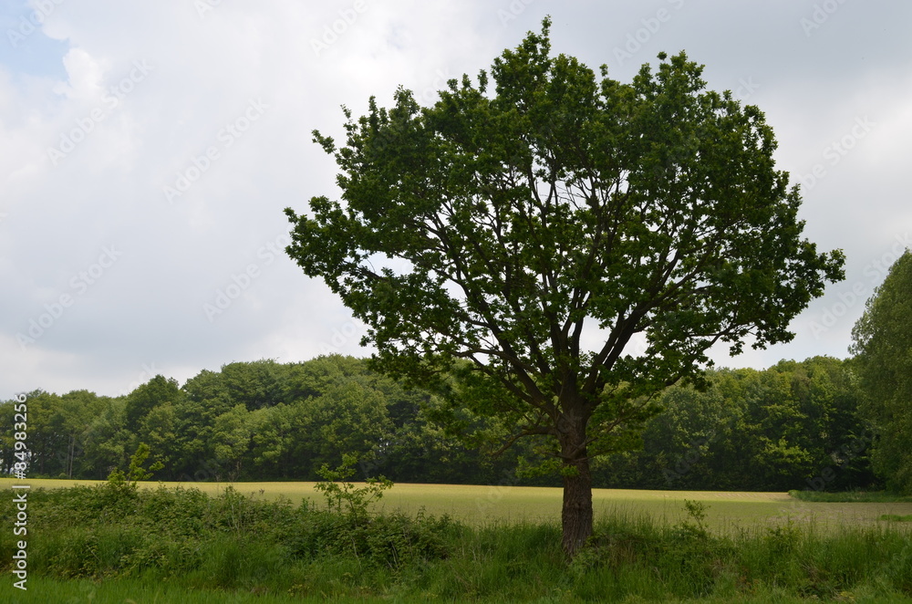 Obraz premium Lonely tree in a meadow