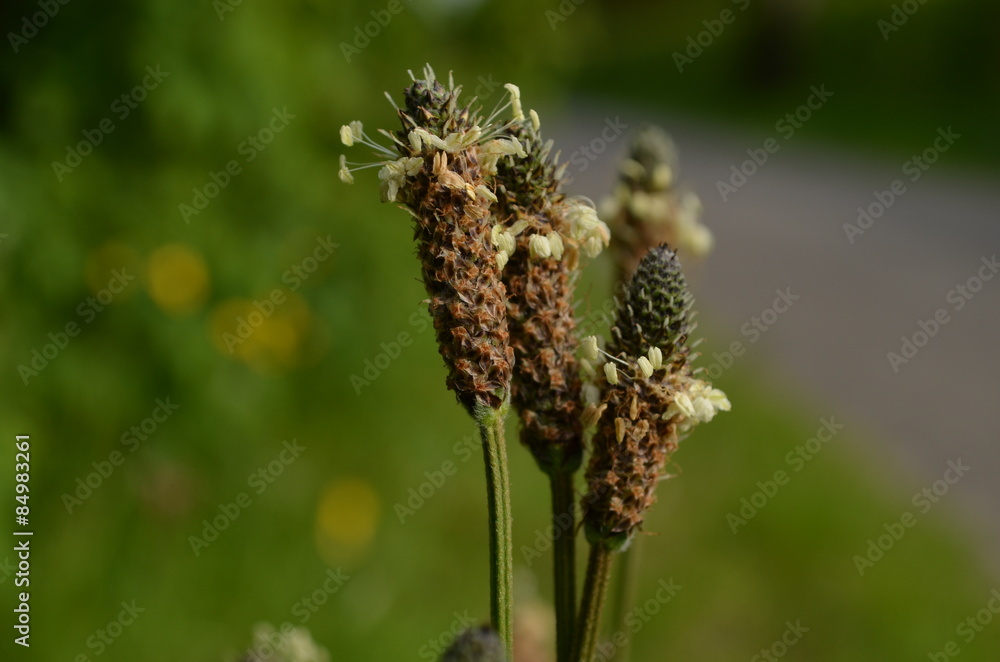 Flowers of narrowleaf plantain
