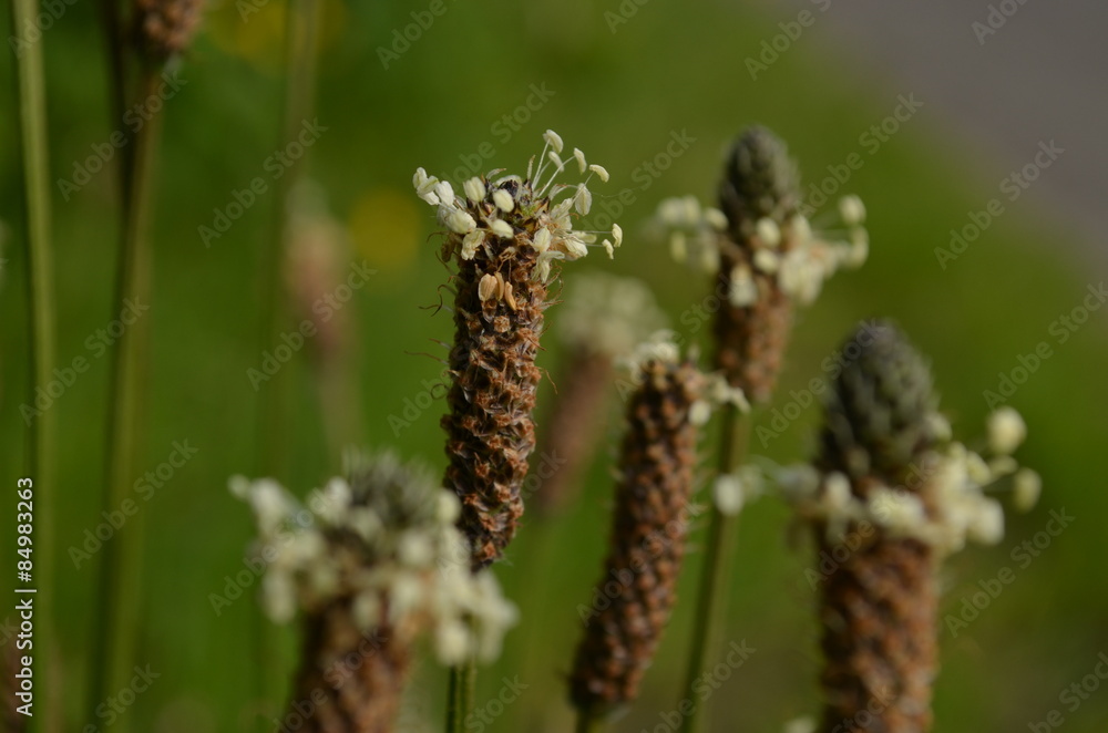 Flowers of narrowleaf plantain