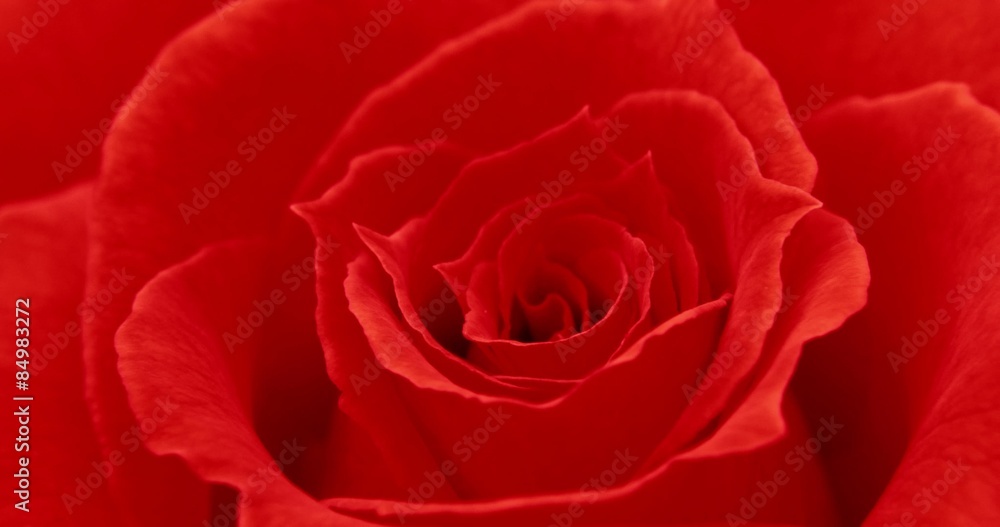 Closeup view of elegant and delicate petals of red rose flower blooming Closeup view of elegant and delicate petals of red rose flower blooming
