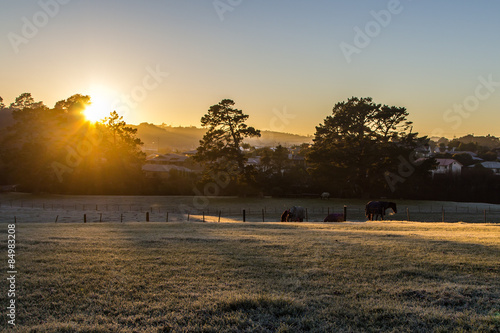 Horses in frosty morning