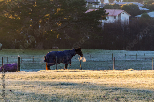 Breathing horse in frosty morning