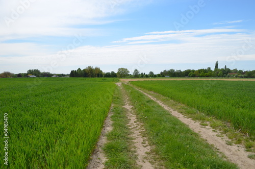 Rural cart track through agricultural field