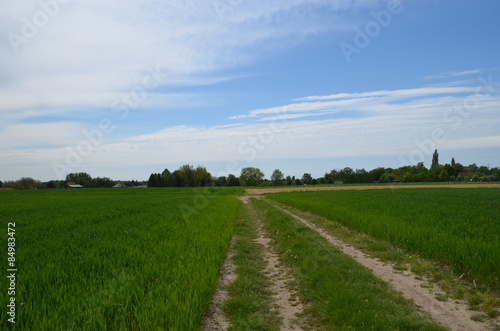 Rural cart track through agricultural field