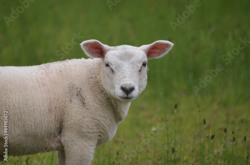 White sheep in a green meadow
