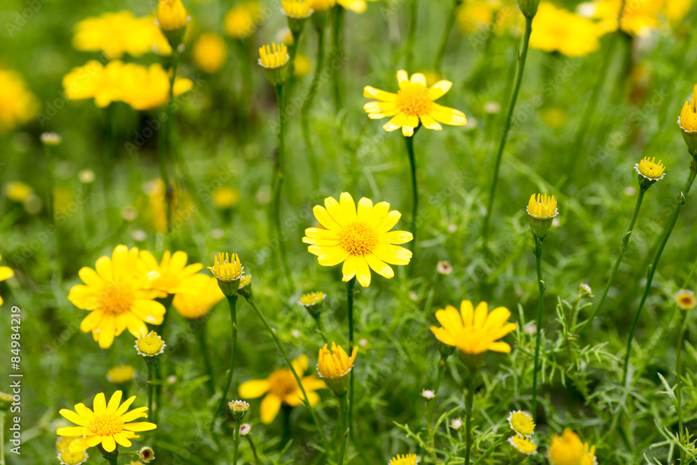 Obraz premium Potato flowers