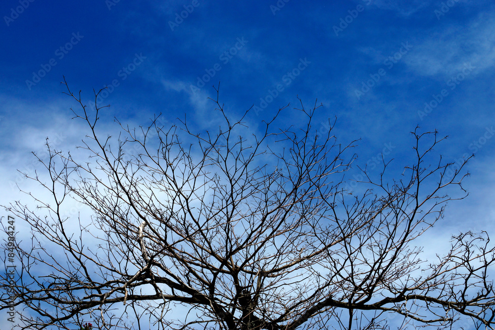 Silhouettes dead trees. Sky background.