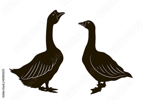 silhouette of couple of geese