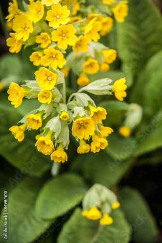 Yellow Primula