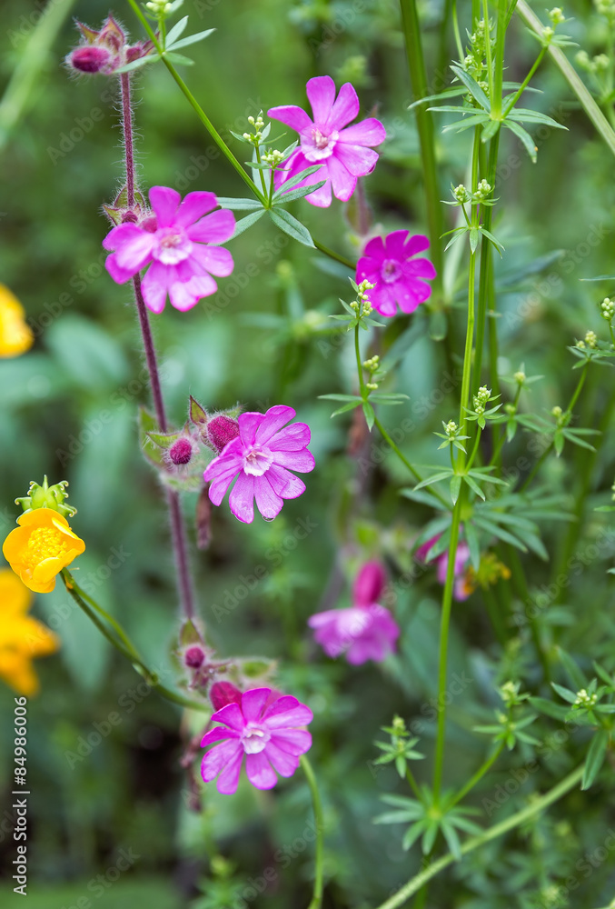 Fototapeta premium Flowers in the Austrian Alps