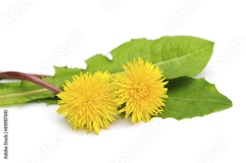 Fototapeta Naklejka Na Ścianę i Meble -  Maskrosor