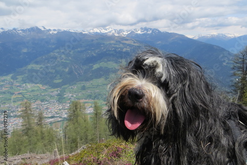 Hund und Berge 