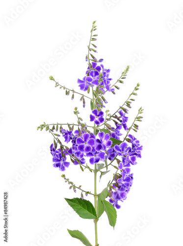 Purple flowers isolated on the white background