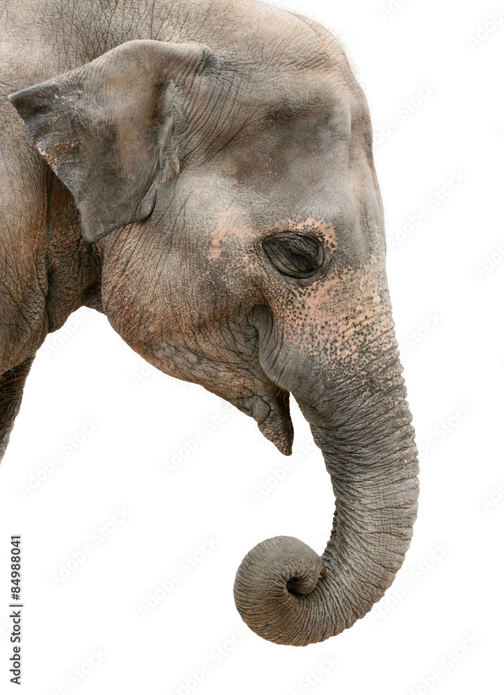 Fototapeta premium Profile portrait of an Asian elephant