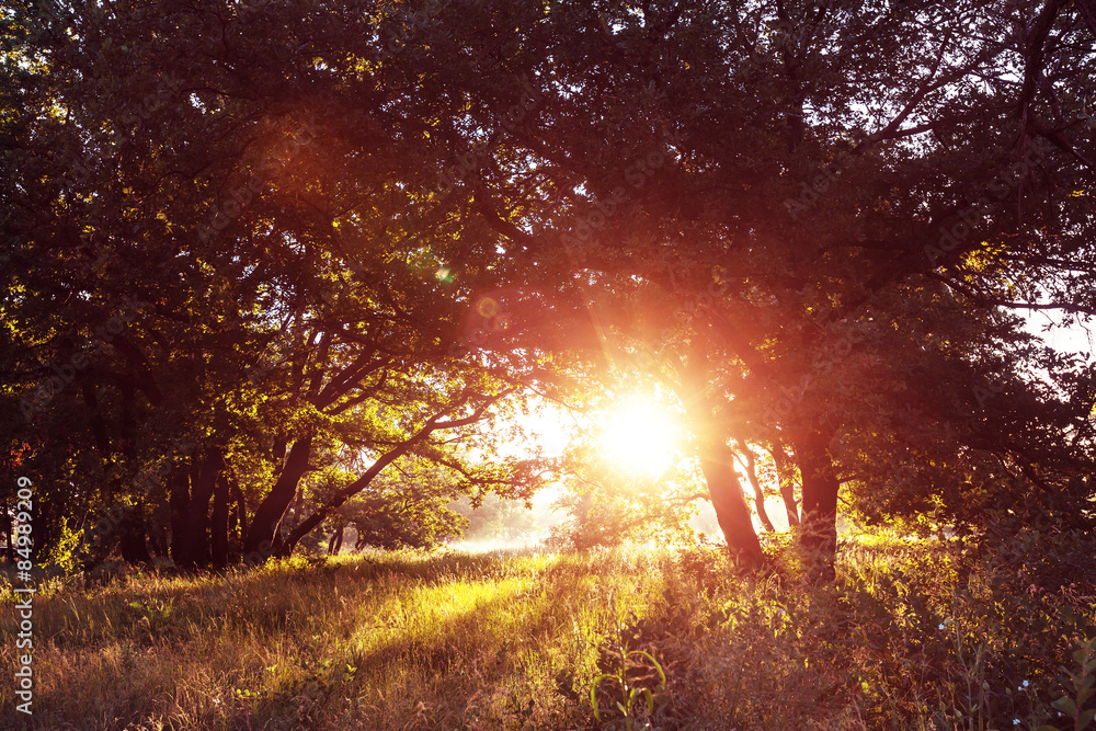 Grassland on sunrise Grassland on sunrise