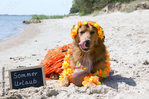 Hund im Sommerurlaub mit Hawai Kostüm photo