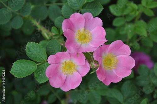 Drei Hundsrosen (Rosa canina / Heckenrose)