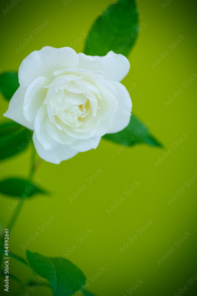 Fototapeta premium white beautiful rose