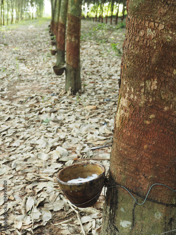 Milky latex extracted from natural rubber tree, Hevea Brasiliens