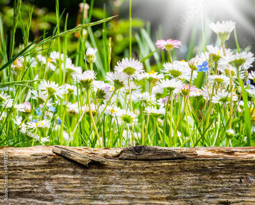 Fototapeta Naklejka Na Ścianę i Meble -  Gänseblümchen hinter Holzbrett