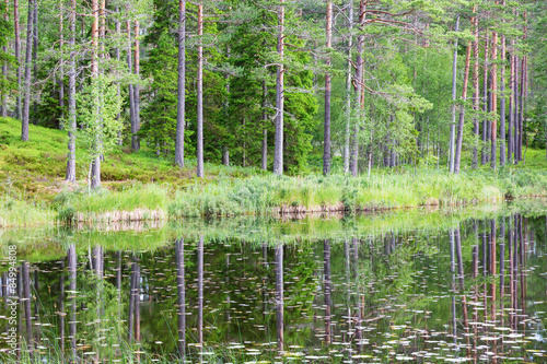Forest lake with pine trees reflections