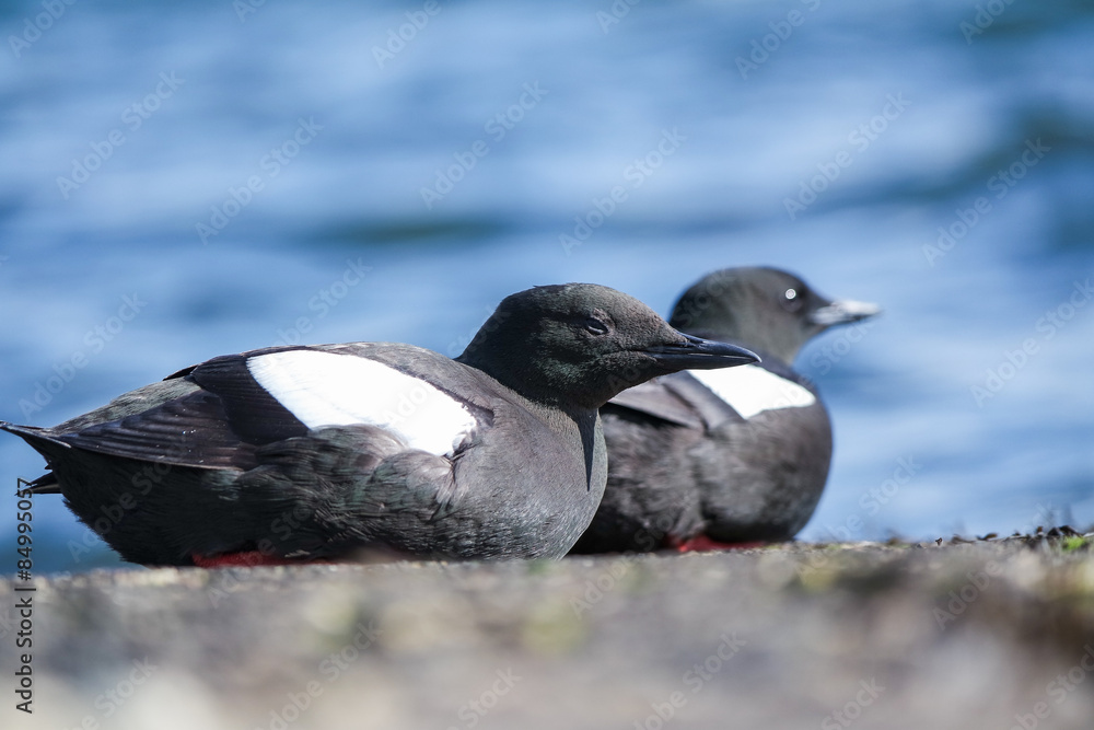Fototapeta premium Black Guillemots