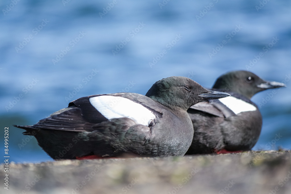 Fototapeta premium Black Guillemots