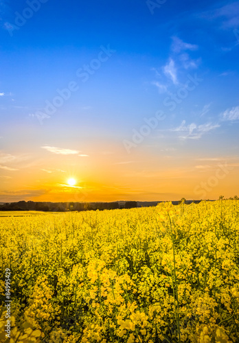 Field of yellow rape