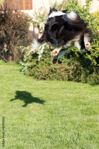  Border collie is jumping and catching its shadow © frank11