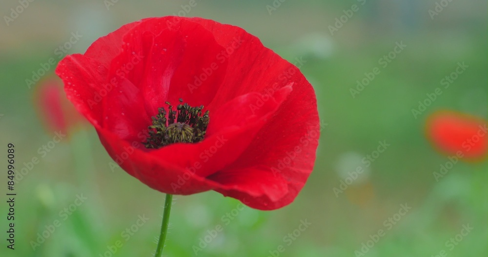 Beautiful poppy flower bloom on spring field, slider 4k video shot Beautiful poppy flower bloom on spring field, slider 4k video shot