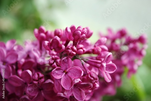 Lilac flowers  purple Close-up 