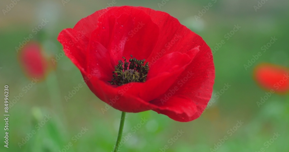 Large red poppy close up dolly 4k shot Large red poppy close up dolly 4k shot
