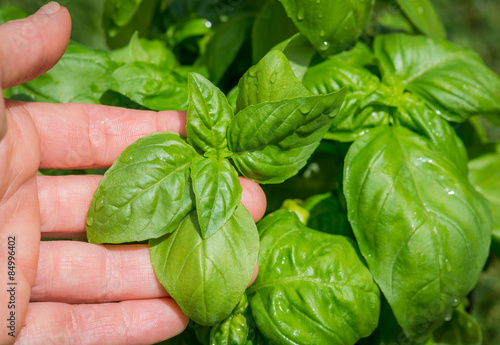 Fotobehang Fresh basil leaves on a hand, displayed directly from the plant