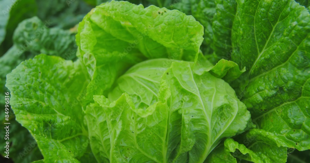 Organic cultivation field close up shot of fresh and green lettuce Organic cultivation field close up shot of fresh and green lettuce