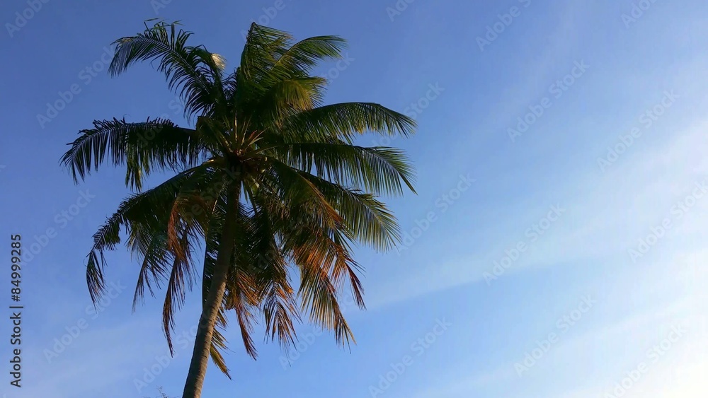 Palm tree and blue sky Palm tree and blue sky