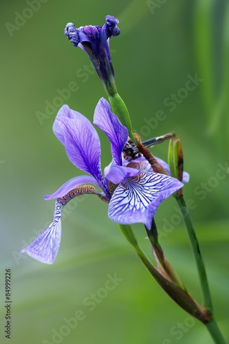 Fototapeta Naklejka Na Ścianę i Meble -  Verschiedenfarbige Schwertlilie / Iris versicolor