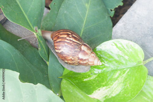 Fototapeta Naklejka Na Ścianę i Meble -  snail (Helix pomatia, Burgundy snail, Roman snail, edible snail,