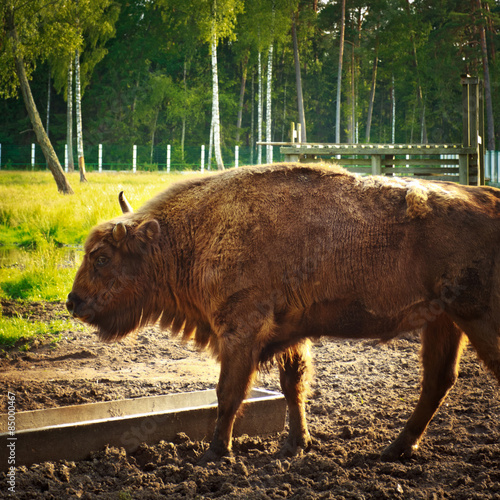Fényképezés aurochs in wildlife sanctuary