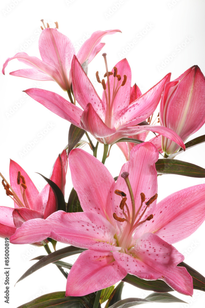 Red Lilium, Red Lily, Red Lilies, Lilium candidum