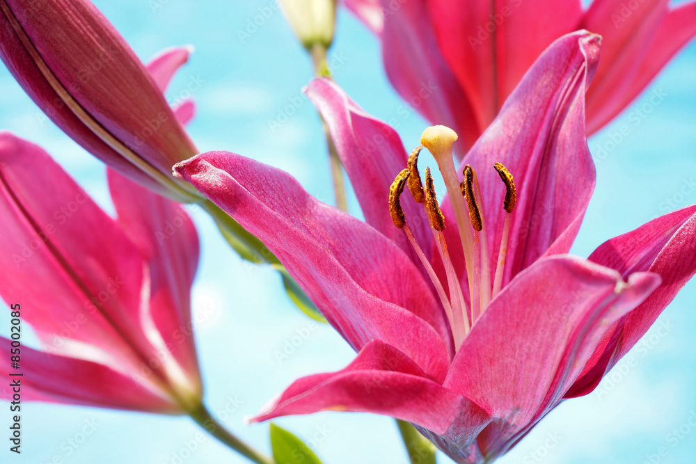 Ταπετσαρία Pink Lilium Flowers on a Blue Pond Background