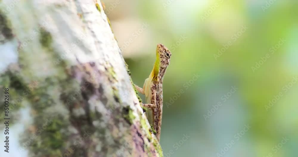 Barred Flying Lizard - Draco Taeniopterus or Asian garden lizard praying on ants Barred Flying Lizard - Draco Taeniopterus or Asian garden lizard praying on ants