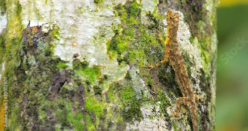 Tropical lizard with camouflage colored skin praying for insects on tree trunk photo