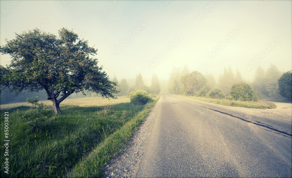 Fototapeta premium Rural road in morning fog