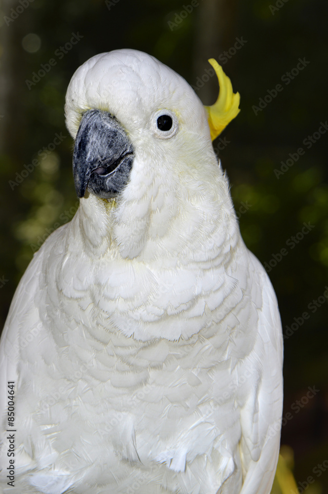 Citron-crested cockatoo Latin name cacatua sulphurea Citron-crested cockatoo Latin name cacatua sulphurea