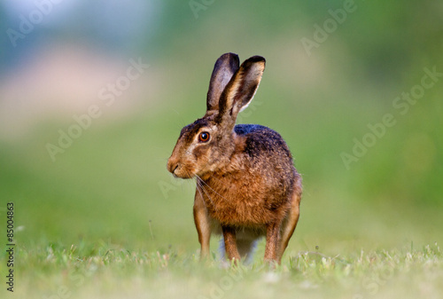 Brown hare looking up while grazing