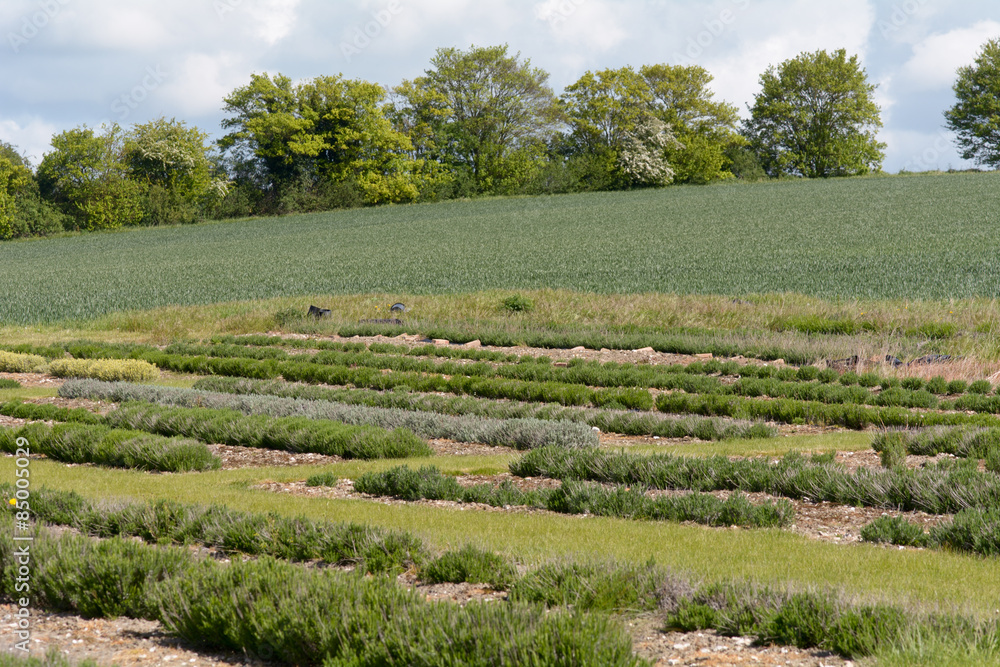 Lavender plants growing in rows on farm