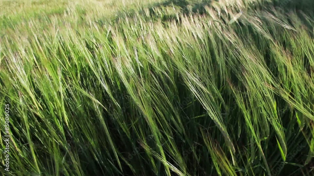 Green Wheat Field Waves Moved by Summer Wind Green Wheat Field Waves Moved by Summer Wind