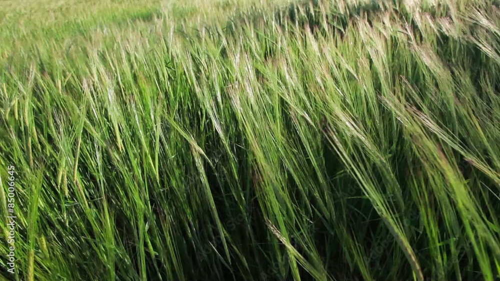 Green Wheat Field Waves Moved by Summer Wind Green Wheat Field Waves Moved by Summer Wind